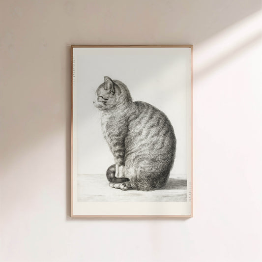 Chat Assis - Jean Bernard - Affiche Illustration Animalière en situation