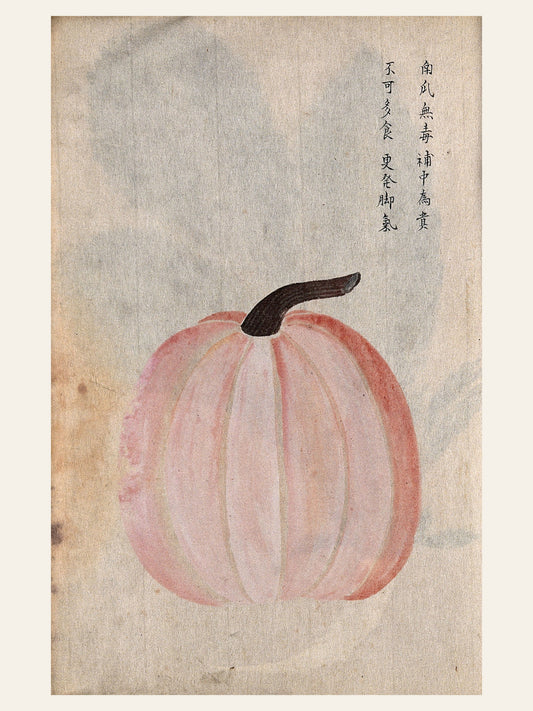 Courge Japonaise - Illustration Botanique - Affiche Vintage