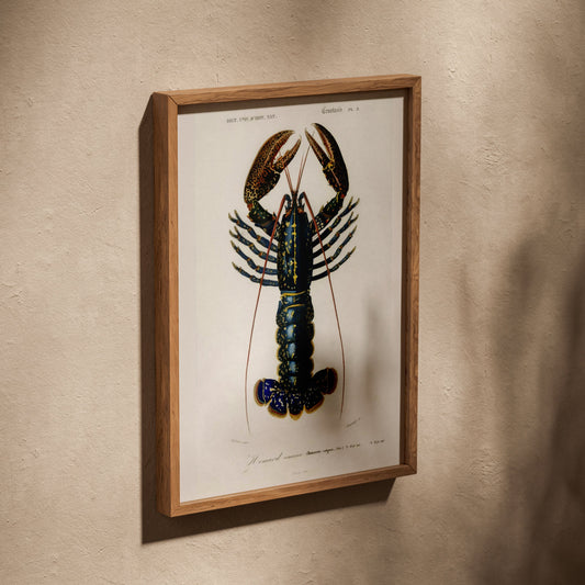 Homard Commun - Illustration Naturaliste - Affiche Sciences, affiche dans un cadre en chêne posé de biais sur un mur texturé