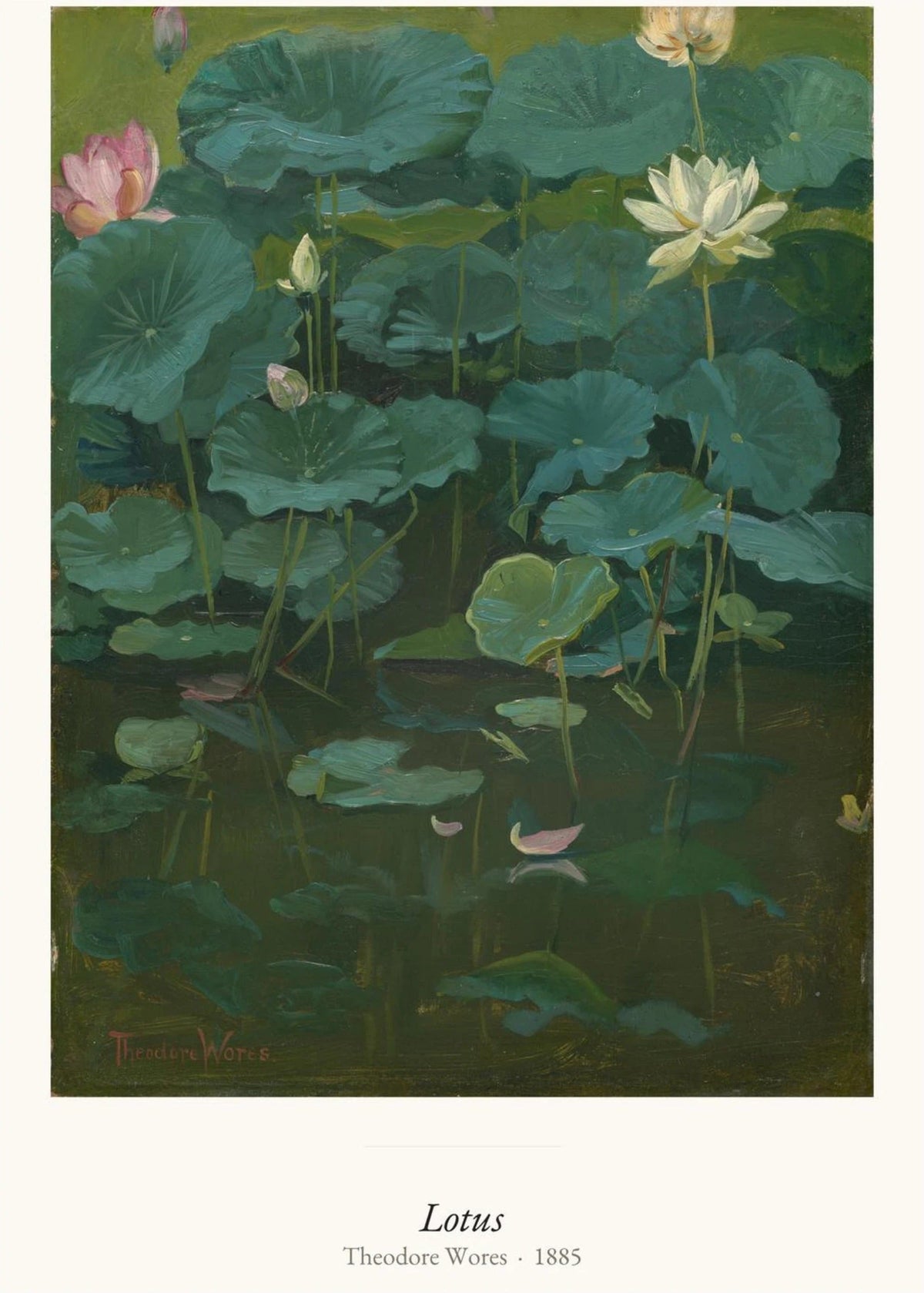 Lotus, Theodore Wores | Affiche Art Premium, l'affiche seule, papier épais mat éco-responsable