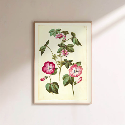 Mauve Rose - Planche Botanique Ancienne - Affiche Illustration en situation