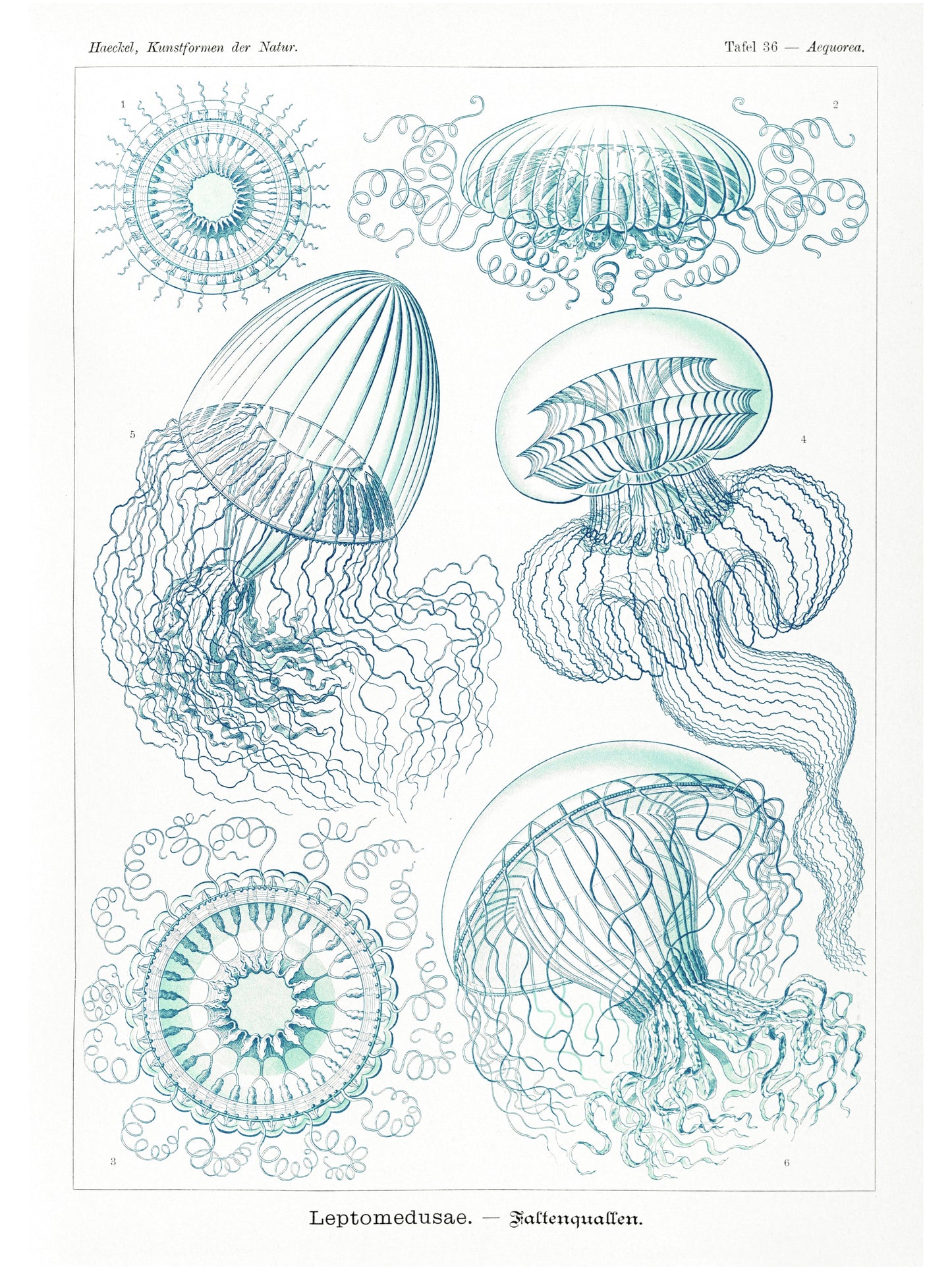 Méduses - Ernst Haeckel - Affiche Kunstformen der Natur