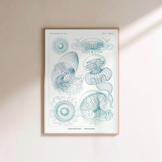 Méduses - Ernst Haeckel - Affiche Kunstformen der Natur en situation