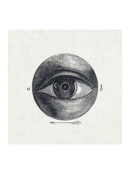 Anatomie de l'Oeil - Planche Scientifique XIXe - Affiche Sciences