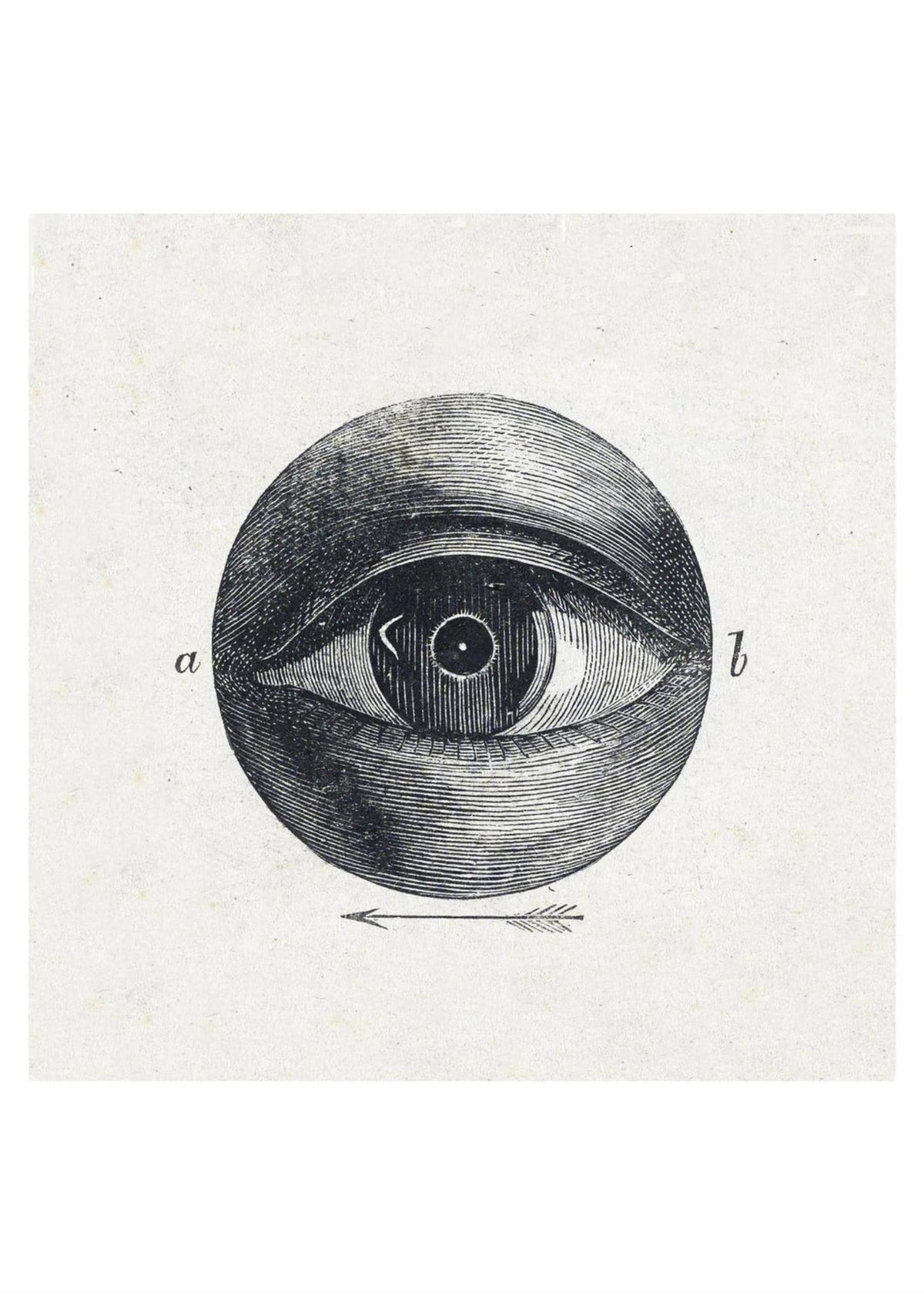 Anatomie de l'Oeil - Planche Scientifique - Affiche Sciences, l'affiche seule, papier épais mat éco-responsable