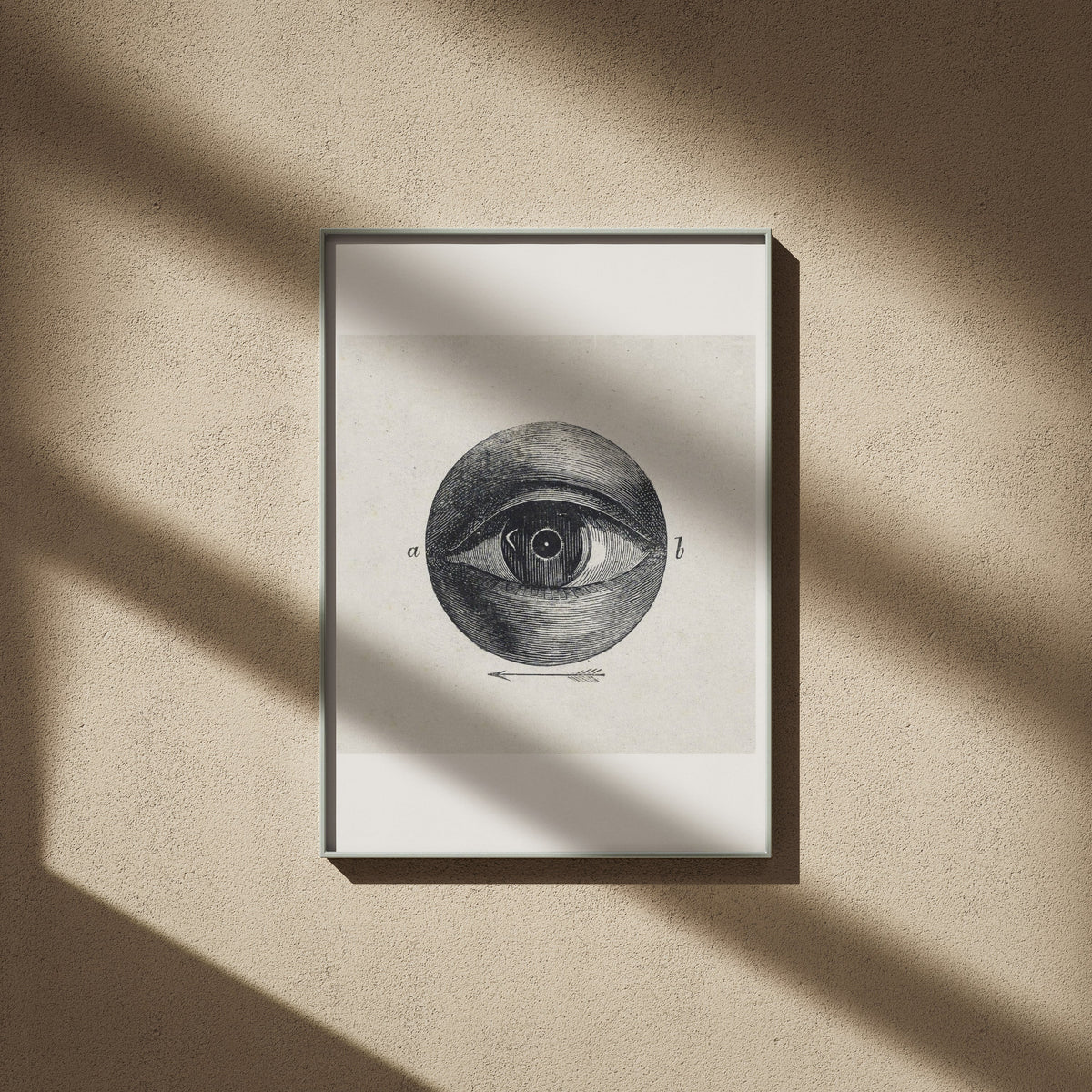 Anatomie de l'Oeil - Planche Scientifique - Affiche Sciences, affiche encadrée sur un mur beige, ombres de fenêtre