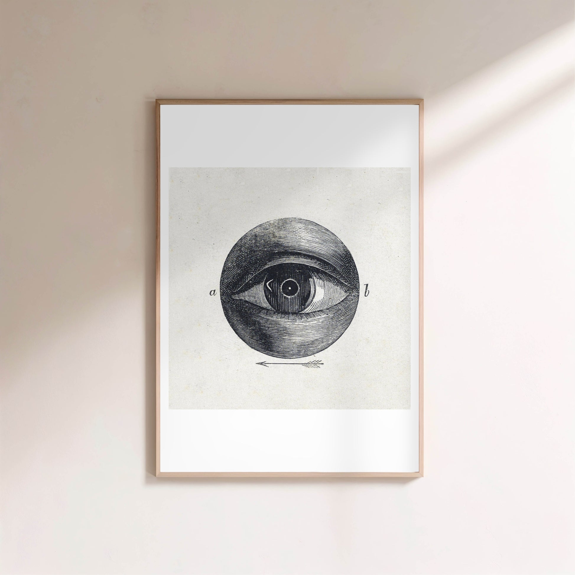 Anatomie de l'Oeil - Planche Scientifique XIXe - Affiche Sciences en situation