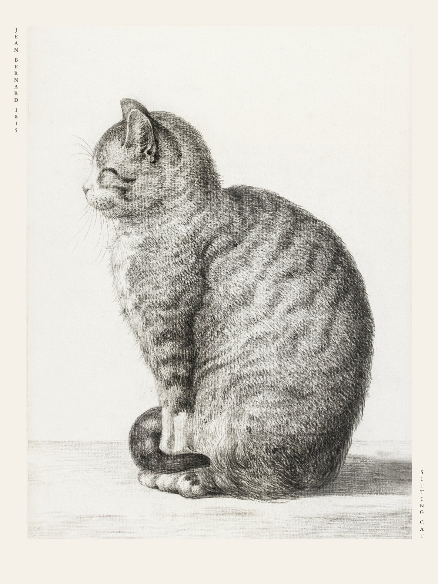 Chat Assis - Jean Bernard - Affiche Illustration Animalière