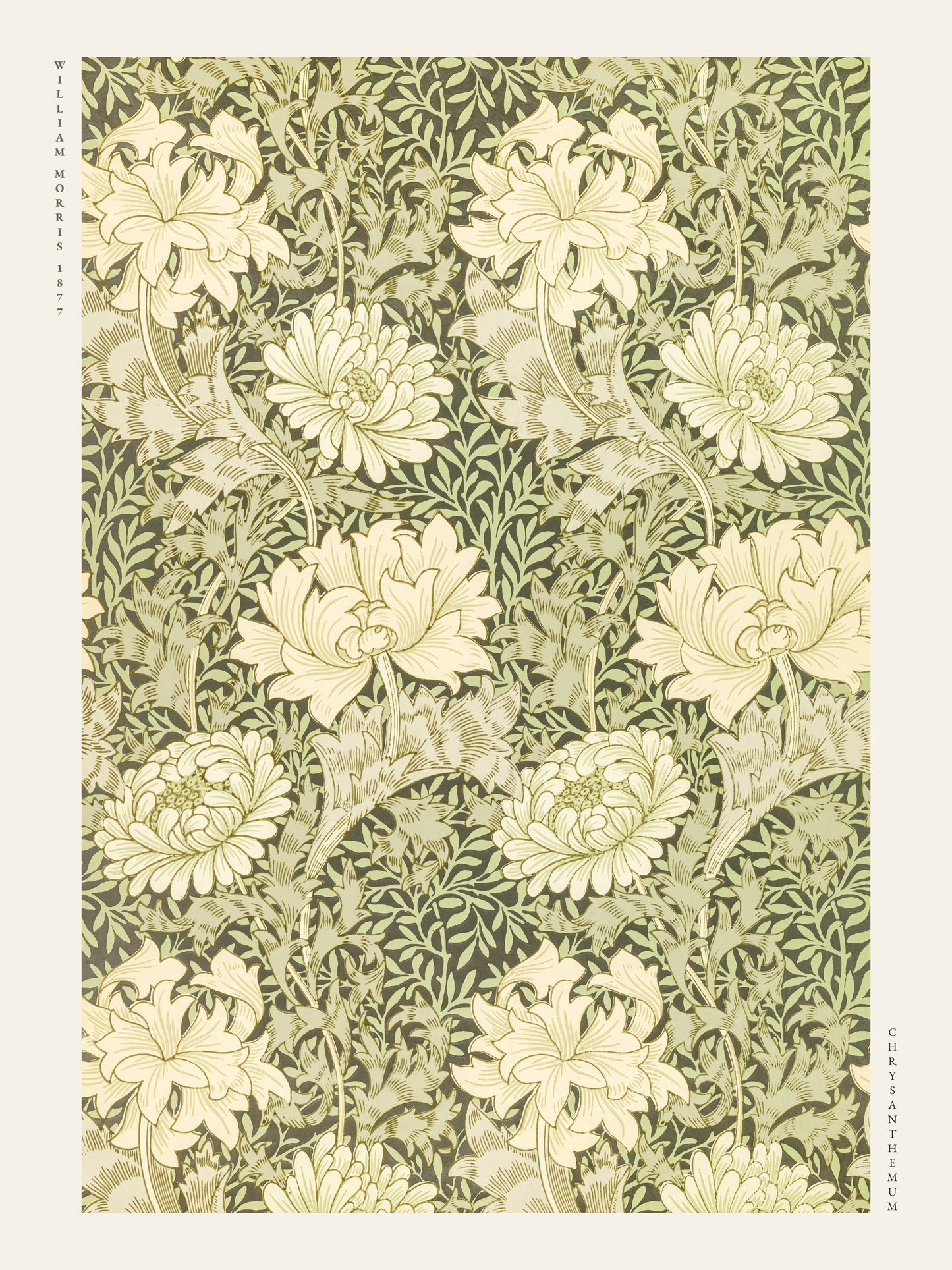 Chrysanthemum - William Morris - Affiche Arts & Crafts