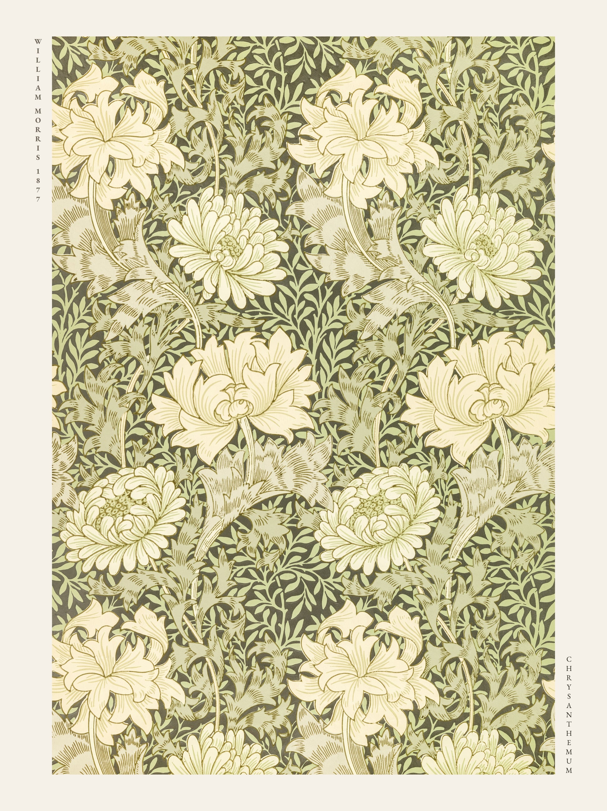 Chrysanthemum - William Morris - Affiche Arts & Crafts