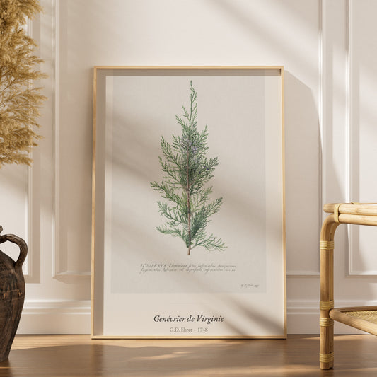 Genévrier de Virginie, G. D. Ehret, affiche encadrée dans un intérieur élégant, herbes séchées et chaise en rotin