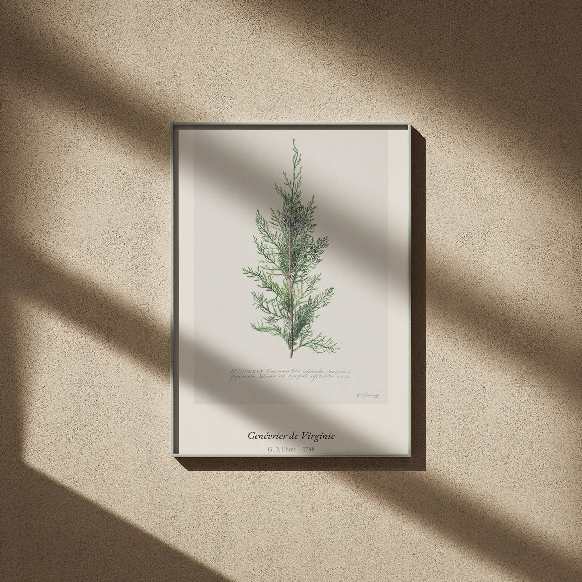 Genévrier de Virginie, G. D. Ehret, affiche encadrée sur un mur beige, ombres de fenêtre