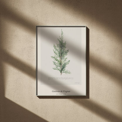 Genévrier de Virginie, G. D. Ehret, affiche encadrée sur un mur beige, ombres de fenêtre