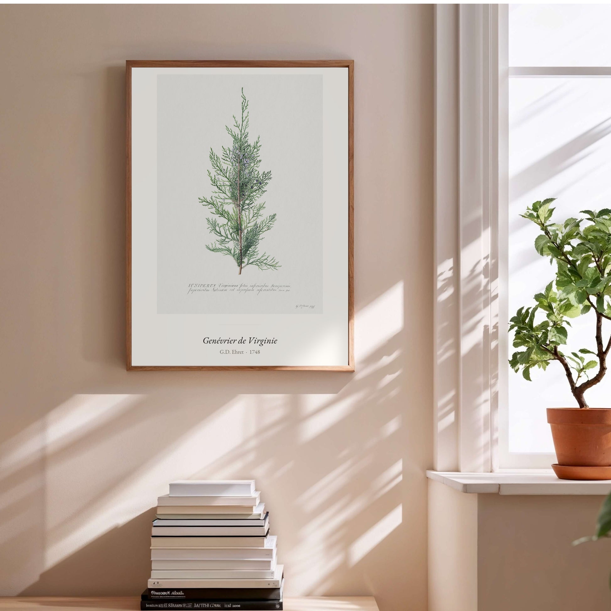 Genévrier de Virginie, G. D. Ehret | Affiche Art Premium en situation