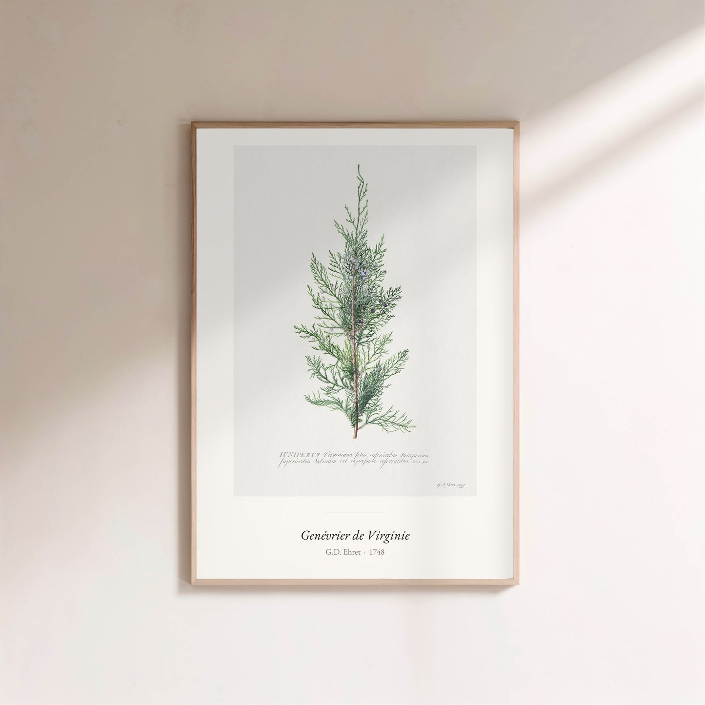 Genévrier de Virginie, G. D. Ehret | Affiche Art Premium en situation
