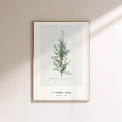 Genévrier de Virginie, G. D. Ehret | Affiche Art Premium en situation