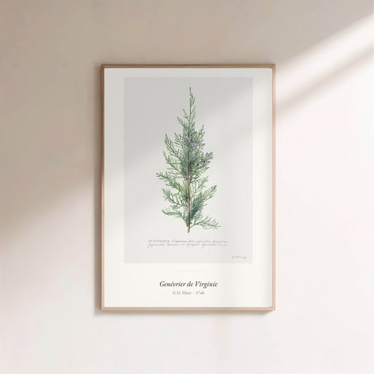 Genévrier de Virginie, G. D. Ehret | Affiche Art Premium en situation