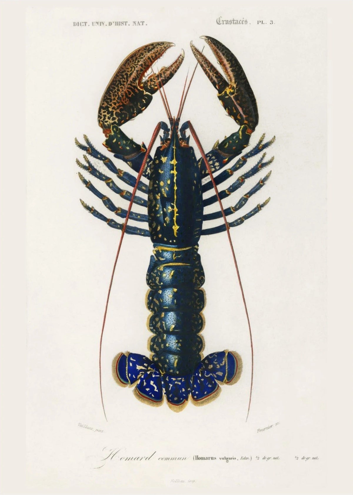 Homard Commun - Illustration Naturaliste - Affiche Sciences, l'affiche seule, papier épais mat éco-responsable