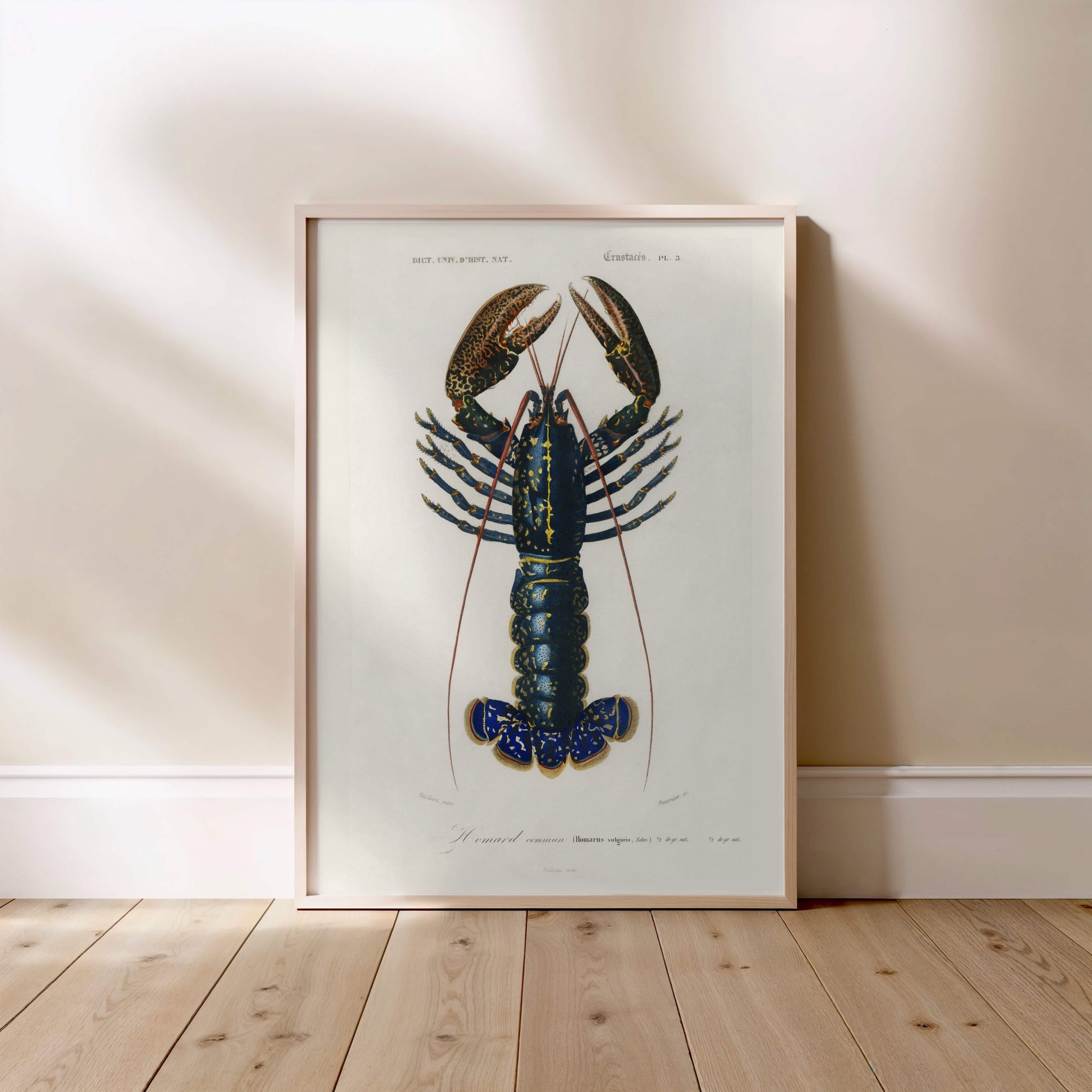 Homard Commun - Illustration Naturaliste XIXe - Affiche Sciences Naturelles