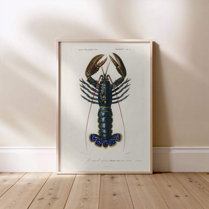 Homard Commun - Illustration Naturaliste XIXe - Affiche Sciences Naturelles