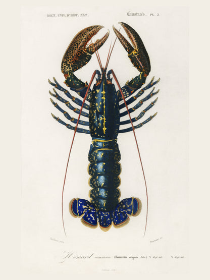 Homard Commun - Illustration Naturaliste XIXe - Affiche Sciences Naturelles