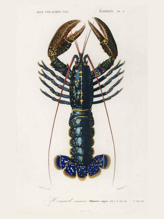 Homard Commun - Illustration Naturaliste XIXe - Affiche Sciences Naturelles