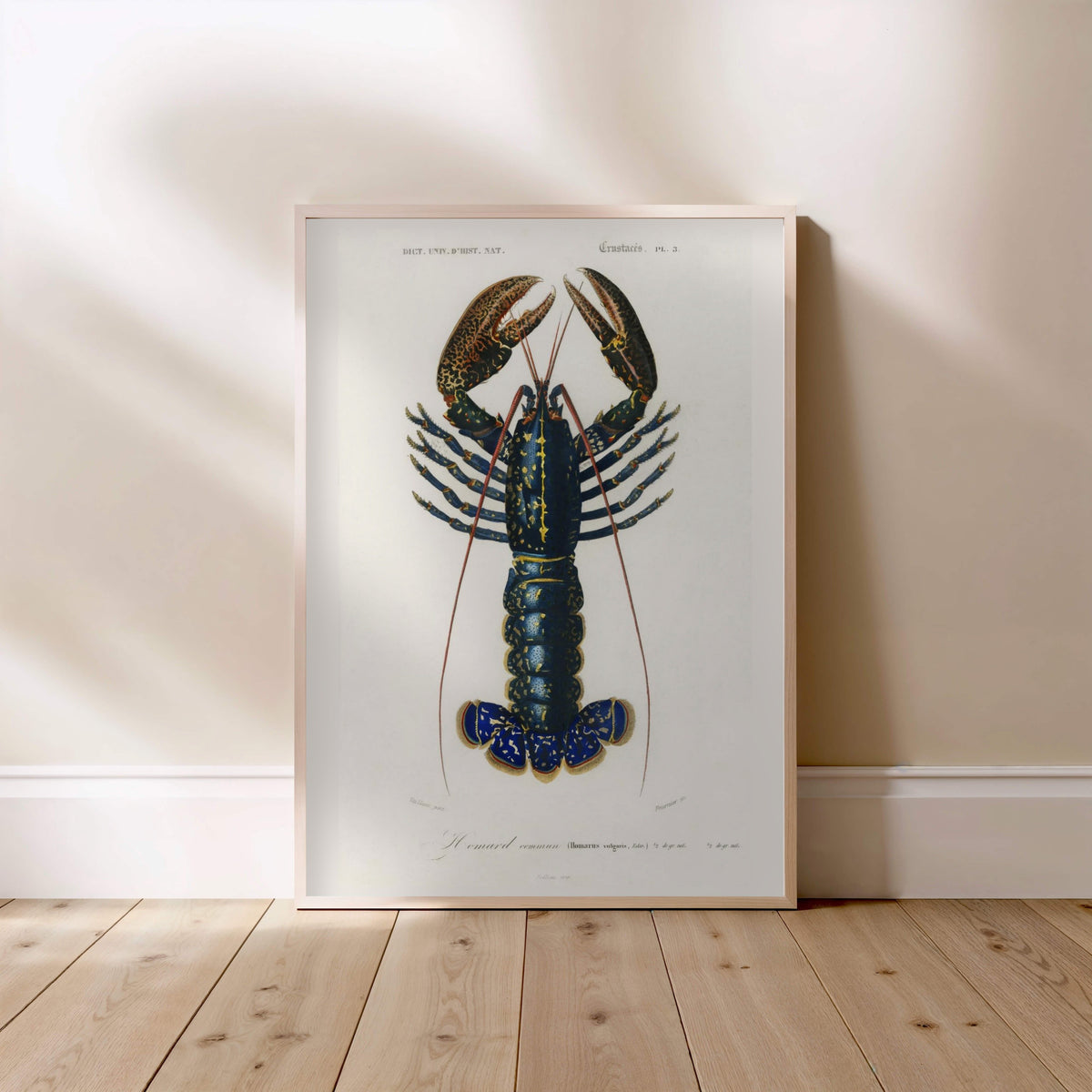 Homard Commun - Illustration Naturaliste - Affiche Sciences, affiche encadrée posée au sol, cadre bois clair
