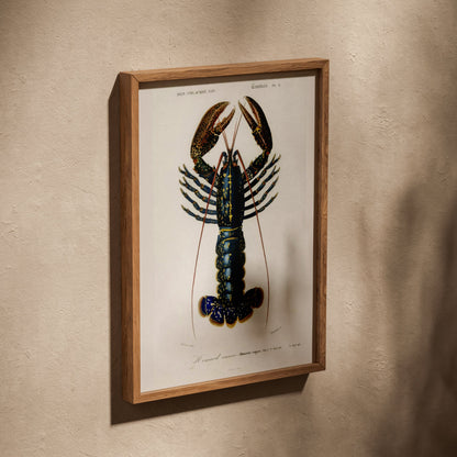 Homard Commun - Illustration Naturaliste - Affiche Sciences, affiche dans un cadre en chêne posé de biais sur un mur texturé