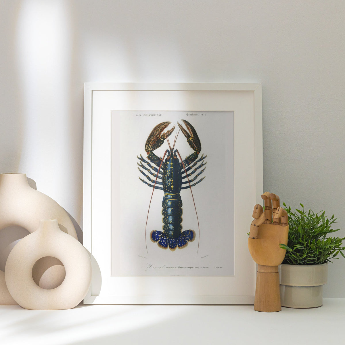 Homard Commun - Illustration Naturaliste - Affiche Sciences, affiche encadrée posée près d'un vase blanc, lumière rasante