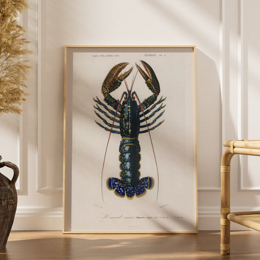 Homard Commun - Illustration Naturaliste - Affiche Sciences, affiche encadrée dans un intérieur élégant, herbes séchées et ch