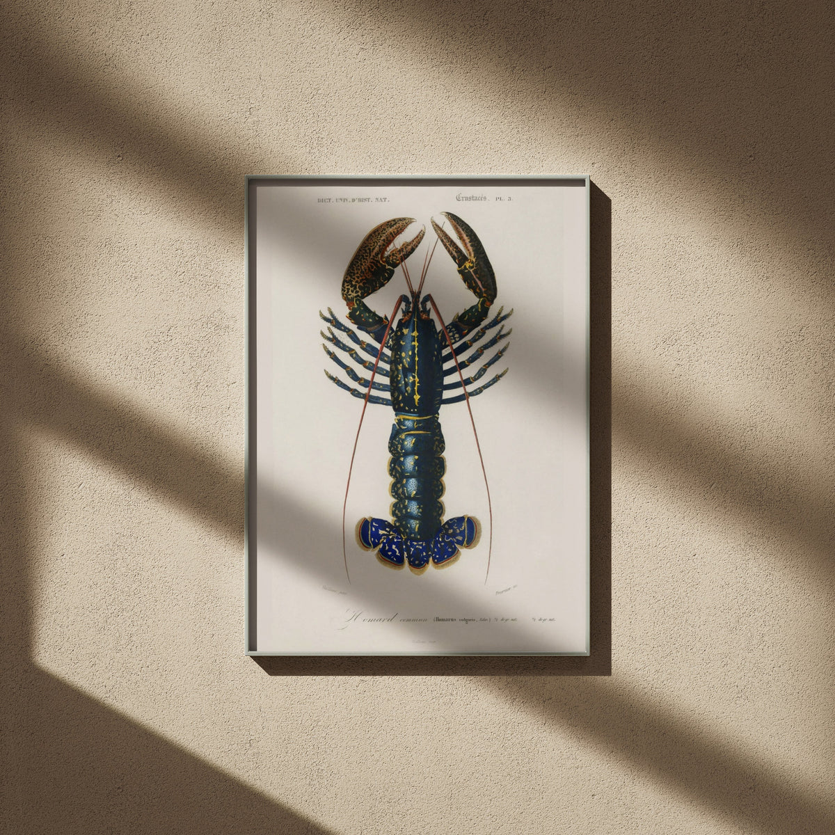 Homard Commun - Illustration Naturaliste - Affiche Sciences, affiche encadrée sur un mur beige, ombres de fenêtre