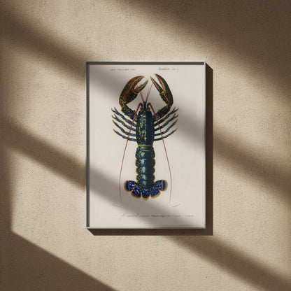 Homard Commun - Illustration Naturaliste - Affiche Sciences, affiche encadrée sur un mur beige, ombres de fenêtre