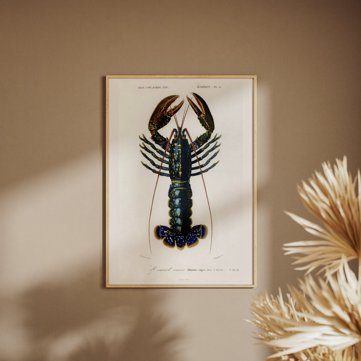 Homard Commun - Illustration Naturaliste - Affiche Sciences, affiche encadrée sur un mur beige, pampas au premier plan