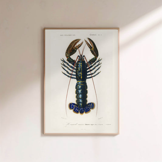 Homard Commun - Illustration Naturaliste XIXe - Affiche Sciences Naturelles en situation