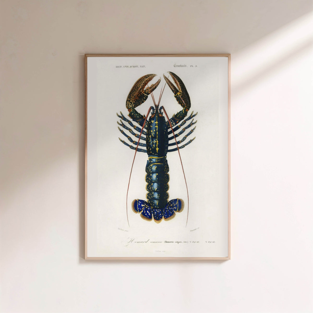 Homard Commun - Illustration Naturaliste - Affiche Sciences, affiche encadrée sur un mur clair