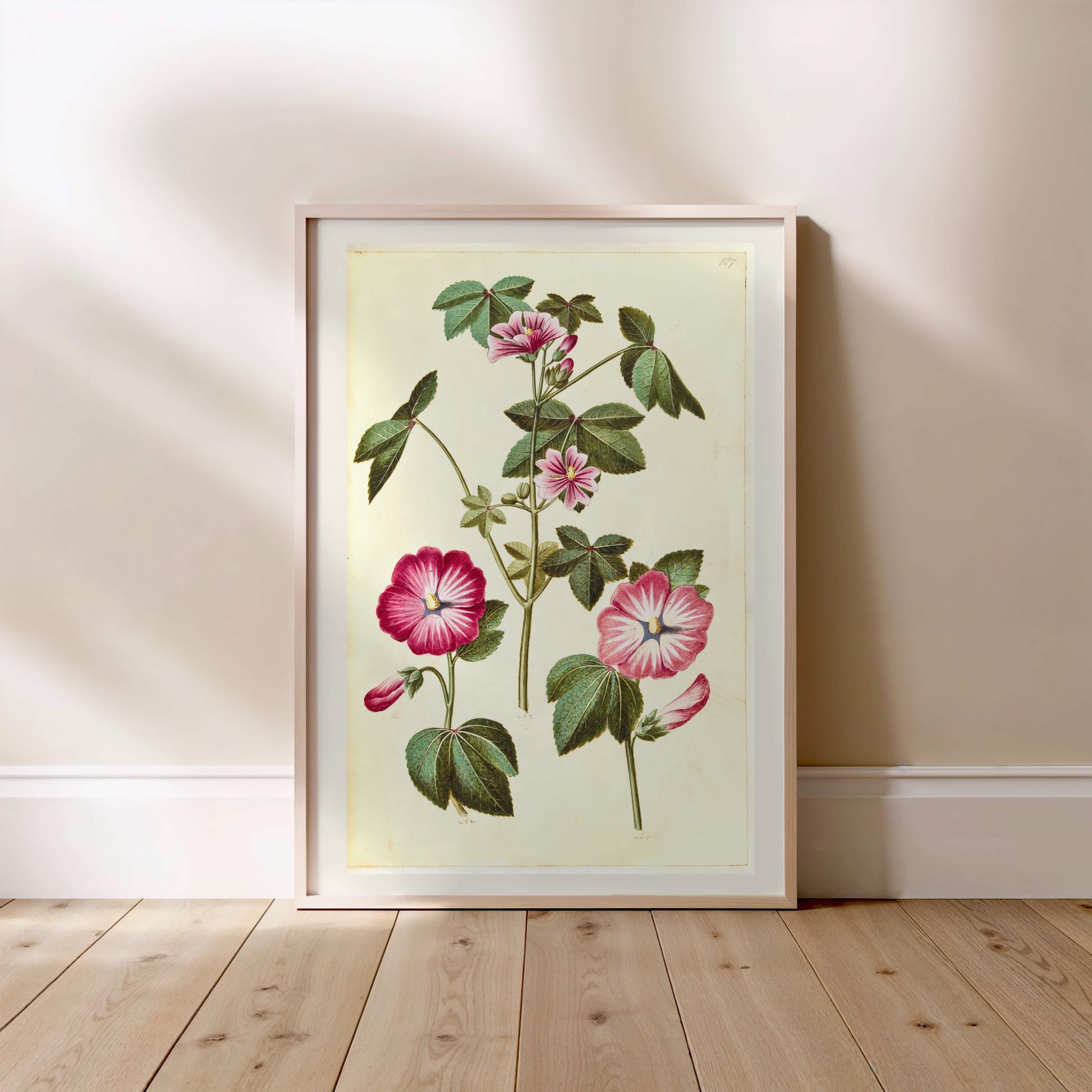 Mauve Rose - Planche Botanique Ancienne - Affiche Illustration