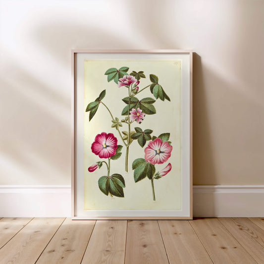 Mauve Rose - Planche Botanique Ancienne - Affiche Illustration