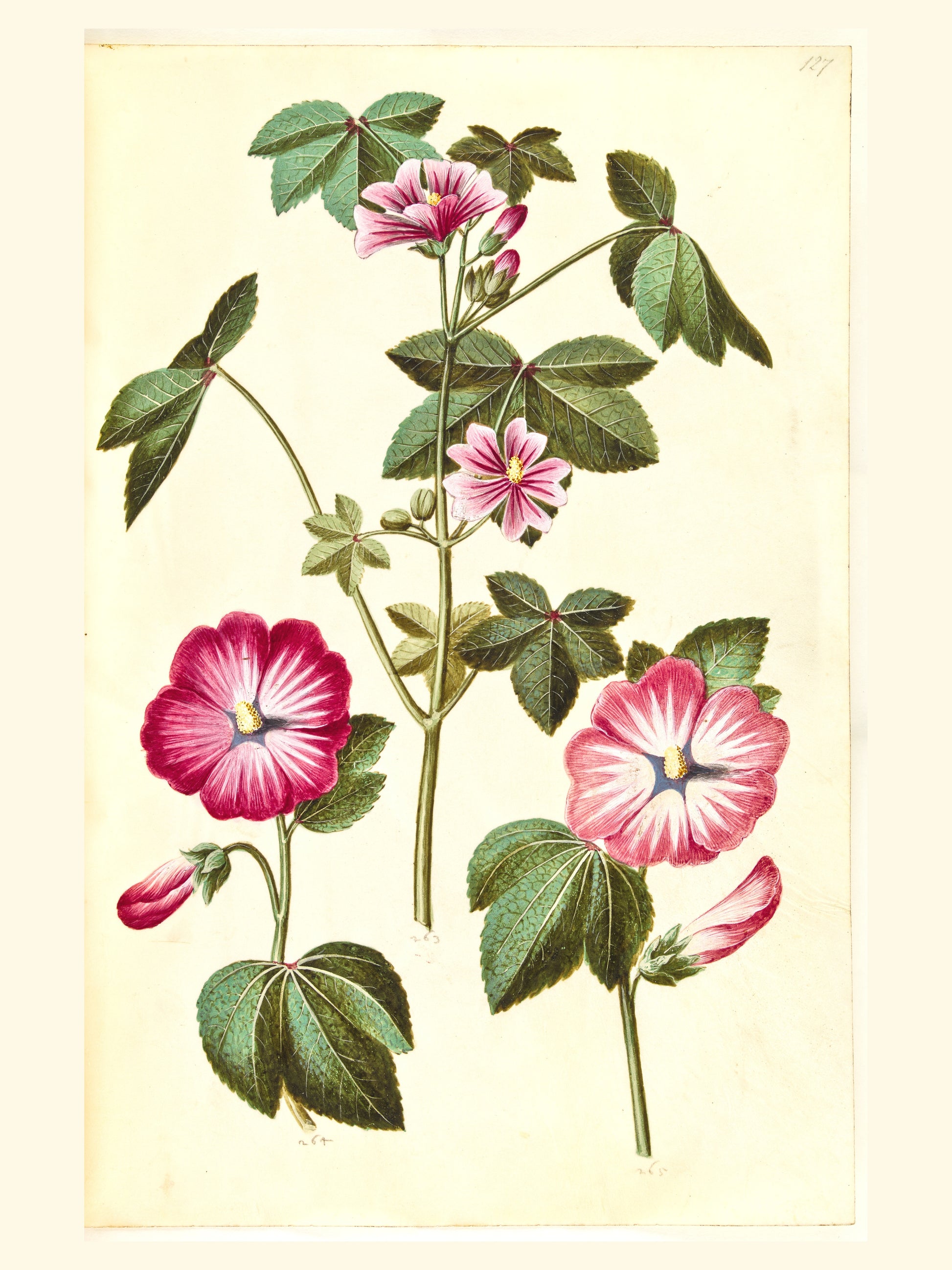 Mauve Rose - Planche Botanique Ancienne - Affiche Illustration