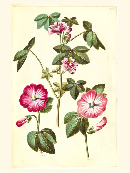 Mauve Rose - Planche Botanique Ancienne - Affiche Illustration