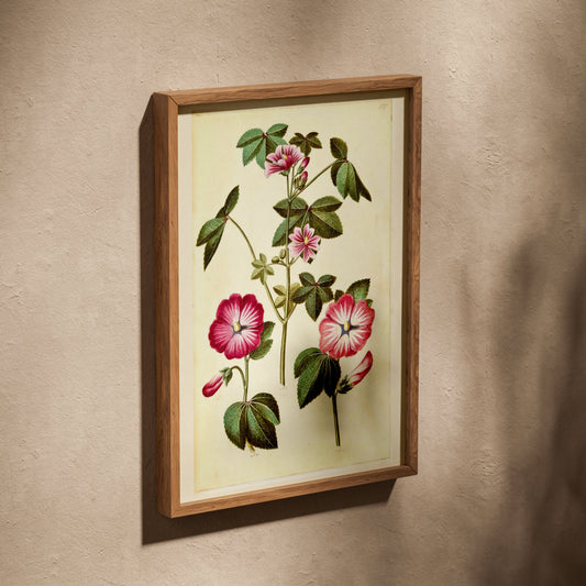 Mauve Rose - Planche Botanique Ancienne, affiche dans un cadre en chêne posé de biais sur un mur texturé