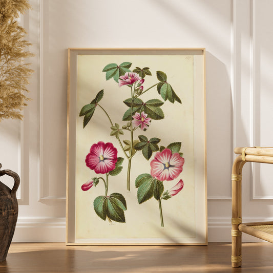 Mauve Rose - Planche Botanique Ancienne, affiche encadrée dans un intérieur élégant, herbes séchées et chaise en rotin