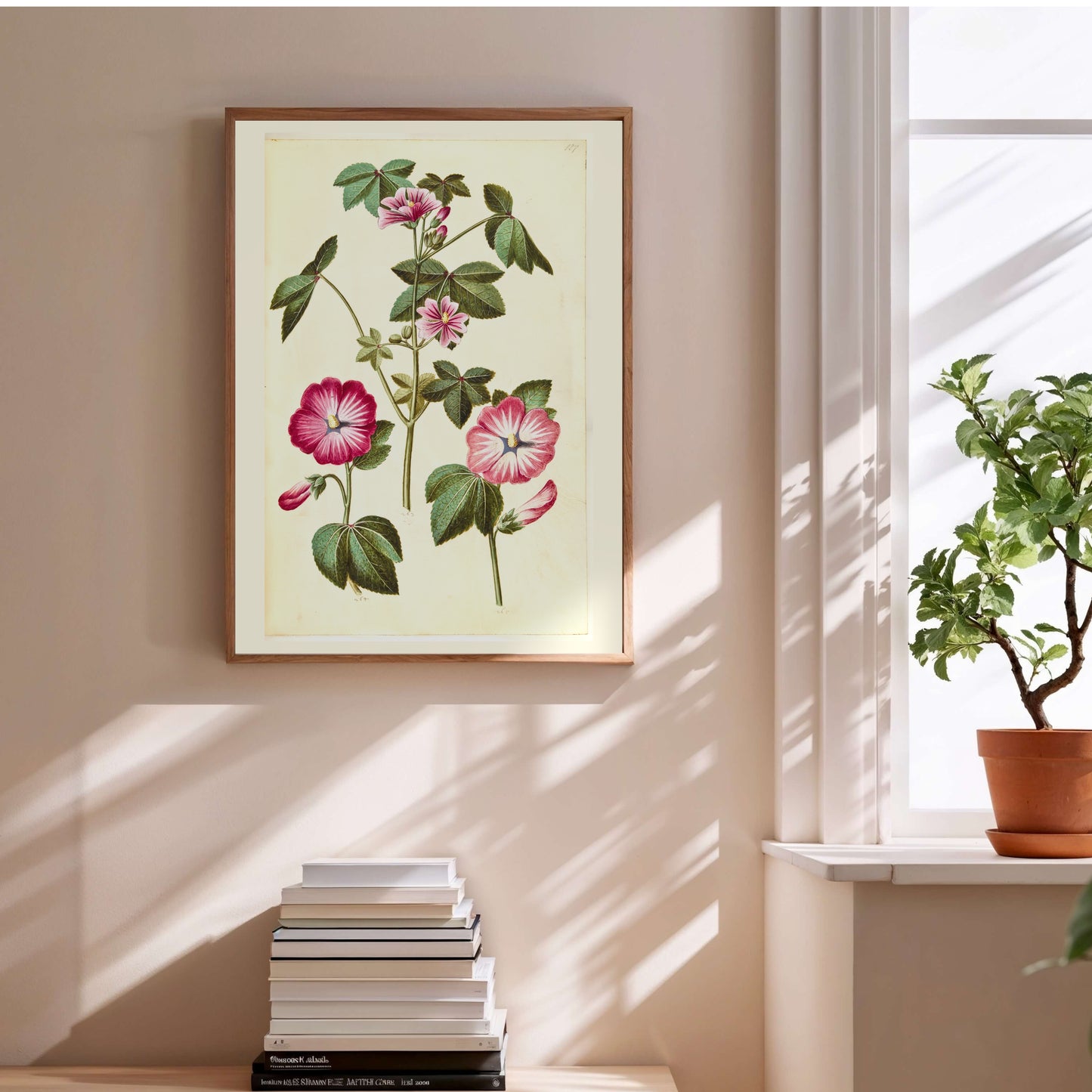Mauve Rose - Planche Botanique Ancienne - Affiche Illustration en situation