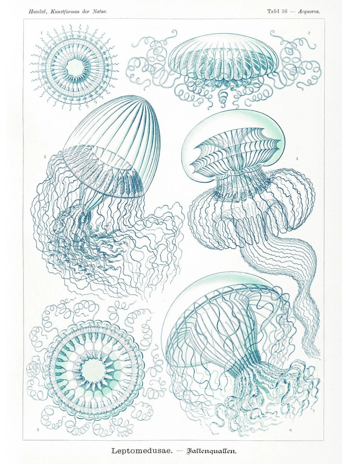 Méduses - Ernst Haeckel - Affiche Kunstformen der Natur, l'affiche seule, papier épais mat éco-responsable, format 30x40 cm