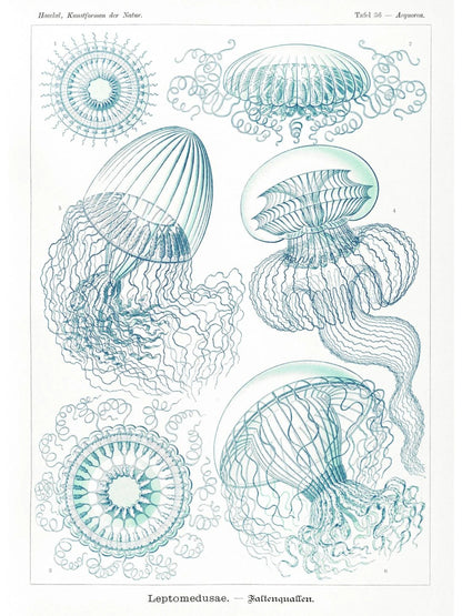 Méduses - Ernst Haeckel - Affiche Kunstformen der Natur, l'affiche seule, papier épais mat éco-responsable, format 30x40 cm