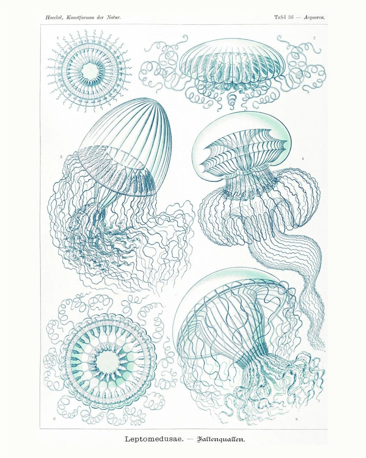 Méduses - Ernst Haeckel - Affiche Kunstformen der Natur, l'affiche seule, papier épais mat éco-responsable, format 40x50 cm