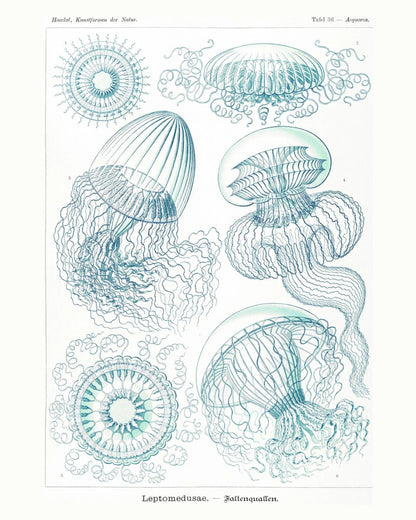 Méduses - Ernst Haeckel - Affiche Kunstformen der Natur, l'affiche seule, papier épais mat éco-responsable, format 40x50 cm