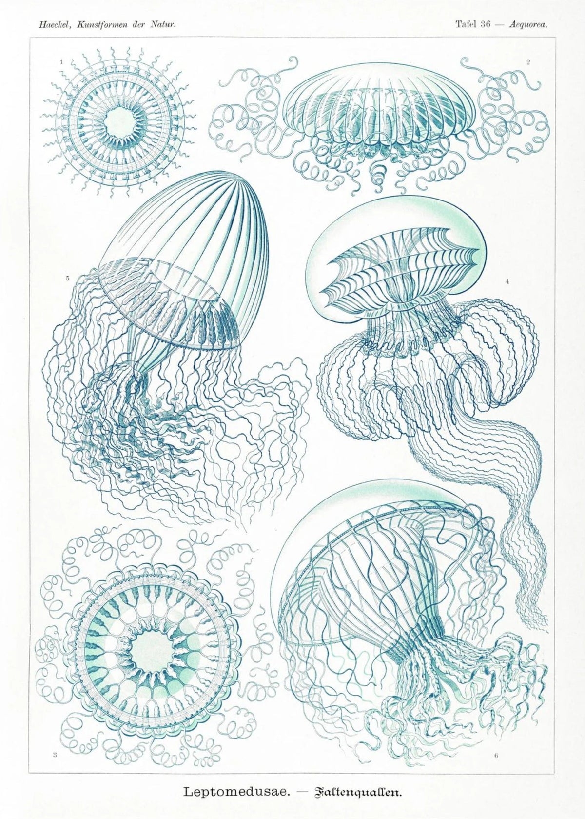 Méduses - Ernst Haeckel - Affiche Kunstformen der Natur, l'affiche seule, papier épais mat éco-responsable