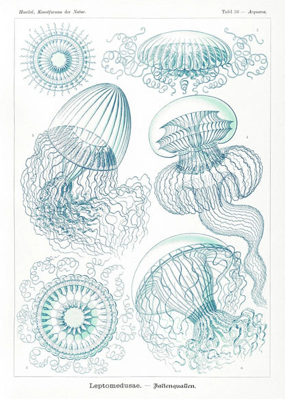 Méduses - Ernst Haeckel - Affiche Kunstformen der Natur, l'affiche seule, papier épais mat éco-responsable