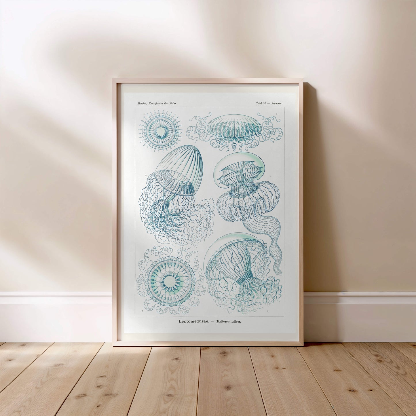 Méduses - Ernst Haeckel - Affiche Kunstformen der Natur