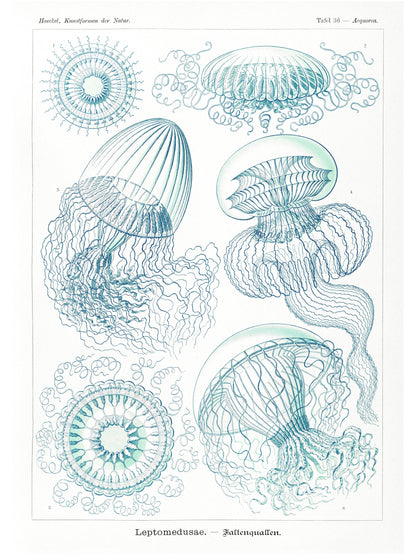Méduses - Ernst Haeckel - Affiche Kunstformen der Natur